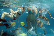 �Ĵ����������ް���ȺNingaloo ReefǱˮ��