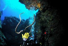 ���е����϶��������