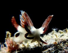 ˮ����Ӱ΢������49��