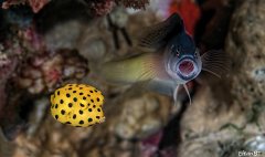 ˮ����Ӱ΢������54��