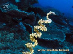 ˮ����Ӱ΢������31��