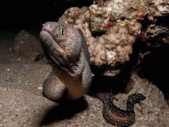 ˮ����Ӱ΢������6��