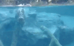 ������Ӿ��ϡ�棡����ʱ��Ǳˮ��450��������̾