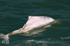 ��۴�ķ������˰׺��� ��������پ�������