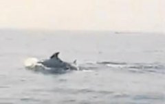 <b>���������������������Ⱥ �ֻ���׽���Ӱ��</b>