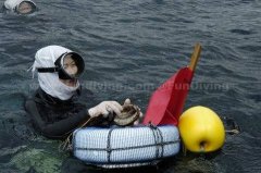 <b>����Ǳˮ����������Ѫ�ܽ���Ŷ��</b>