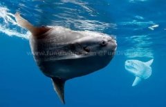 �����Ͼ�������������﷭��������̫�����ˣ�