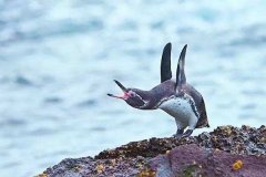 ��조�����塱���ࣺ����ʧ�ܻؼ��Ҹ�ĸҪ����