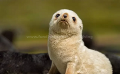 <b>ʲô��������ʵ�Ǻ�ʨ���Ǻ���ͺ�������ɶ��</b>